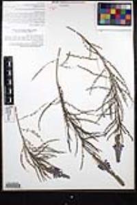 Marina catalinae image