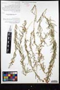Parkinsonia microphylla image