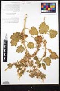 Eucnide cordata image