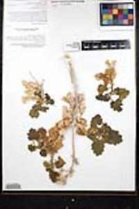 Eucnide cordata image