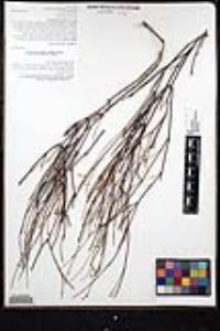 Galphimia angustifolia image