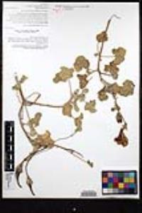 Proboscidea altheifolia image