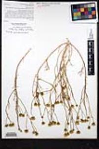 Chaenactis kyhosii image