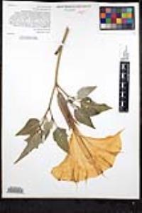 Datura wrightii image