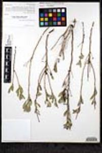 Hazardia orcuttii image