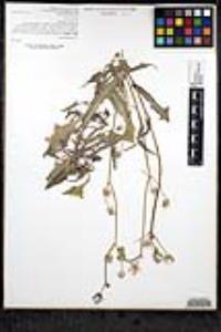 Sonchus oleraceus image