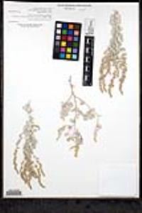 Atriplex barclayana image