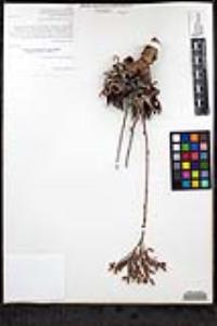 Dudleya albiflora image