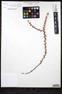 Jatropha cuneata image