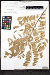 Amorpha apiculata image