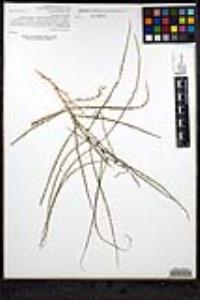 Parkinsonia aculeata image