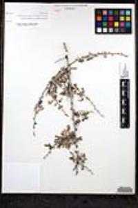 Senegalia greggii image
