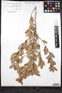 Quercus berberidifolia image