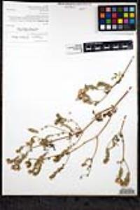 Phacelia distans image