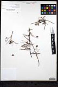 Krameria bicolor image