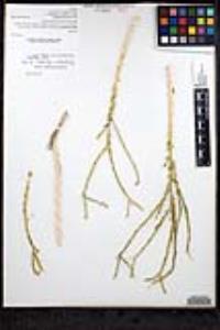 Petalonyx thurberi subsp. thurberi image