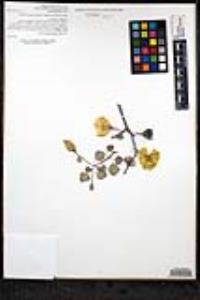 Gossypium armourianum image