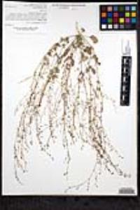 Boerhavia triquetra var. intermedia image