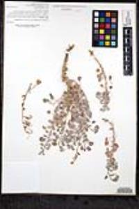 Chylismia cardiophylla image