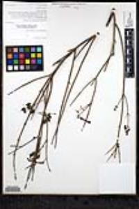 Gambelia juncea image