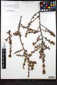 Ceanothus verrucosus image