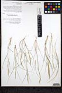 Aristida adscensionis image