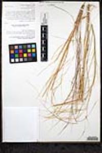 Aristida ternipes image