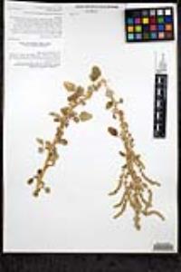 Amaranthus watsonii image