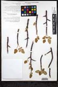 Bursera hindsiana image