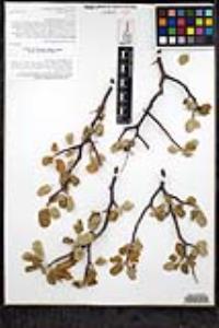 Bursera hindsiana image