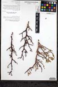 Bursera microphylla image