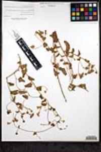 Jacquemontia abutiloides image