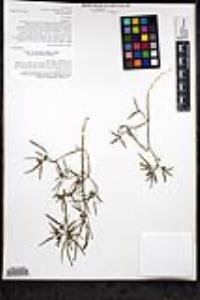 Euphorbia chersonesa image