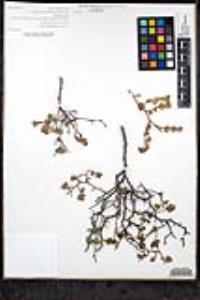Euphorbia tomentulosa image
