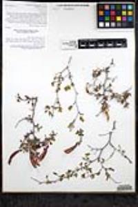 Calliandra californica image