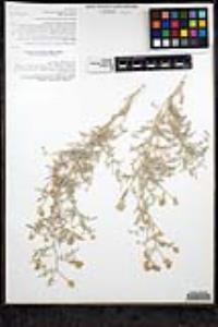 Psorothamnus emoryi var. arenarius image