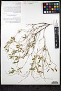 Galphimia angustifolia image