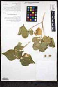 Abutilon californicum image