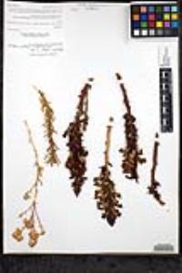Orobanche cooperi image