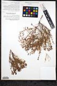 Stenotis gracilenta image
