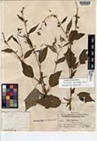 Triumfetta acracantha image