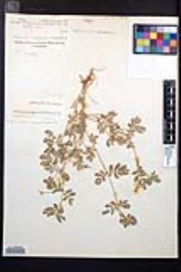 Kallstroemia peninsularis image