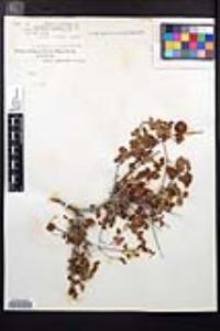 Paullinia sonorensis image