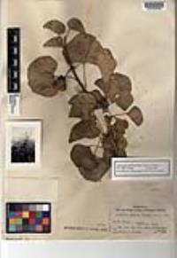 Jatropha giffordiana image