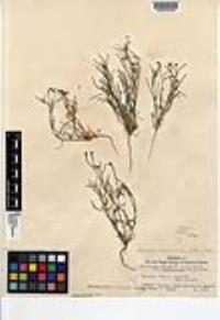 Johnstonella grayi var. cryptochaeta image