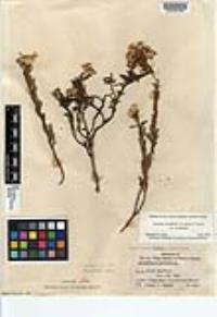 Isocoma acradenia var. acradenia image