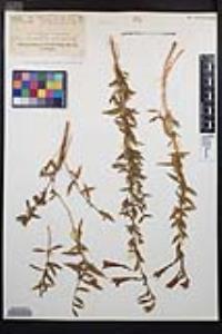 Epilobium canum image