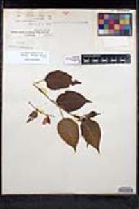 Salvia sessei image