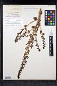 Sairocarpus pusillus image