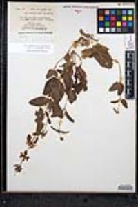 Stachys rigida image